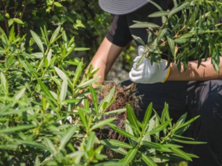 How to Permanently Stop Weeds from Growing