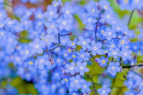 Forget Me Not Seeds