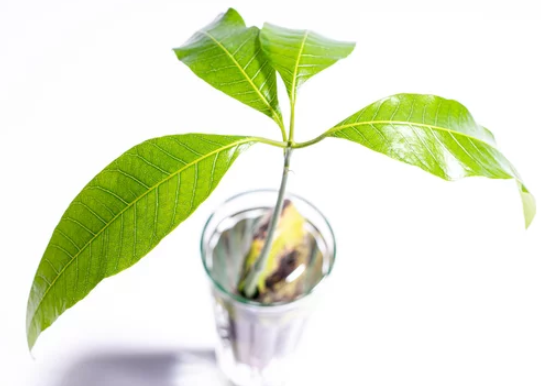 growing mango seed in water