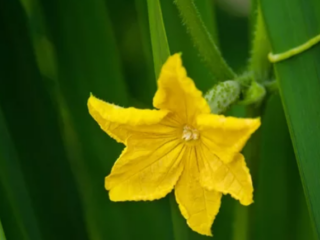 self-pollinated vegetables