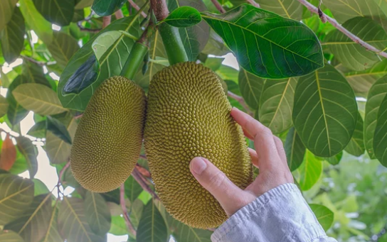 what fruit takes the longest to grow