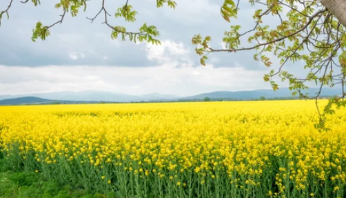 What Does a Mustard Seed Plant Look Like?