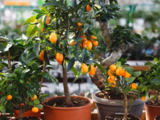 Where to buy fruit trees in Atlanta