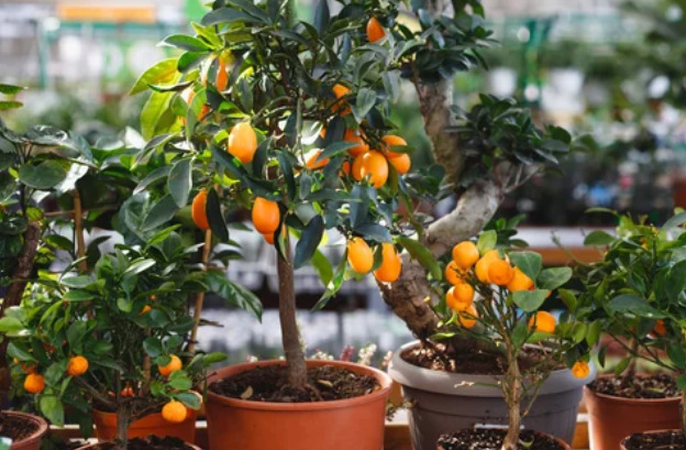 Where to buy fruit trees in Atlanta