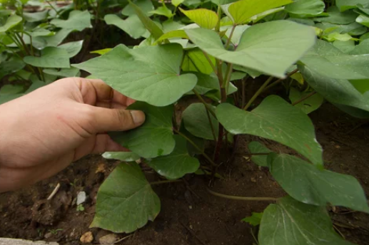 How to Plant Sweet Potato Slips