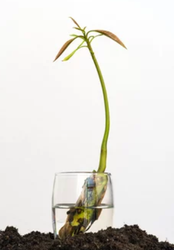 growing mango seed in water