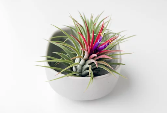Tillandsia