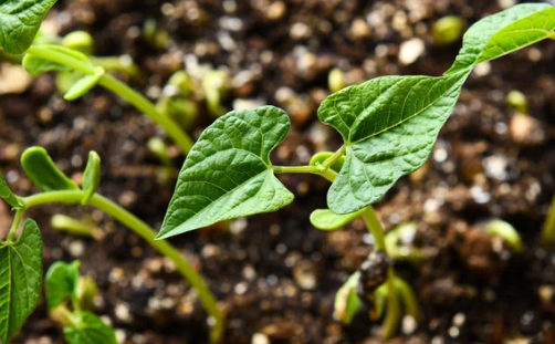 planting beans from seed
