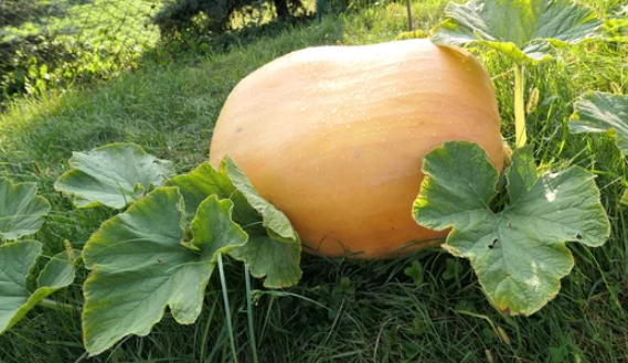 atlantic giant pumpkin seeds