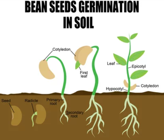 Bean Germination Time