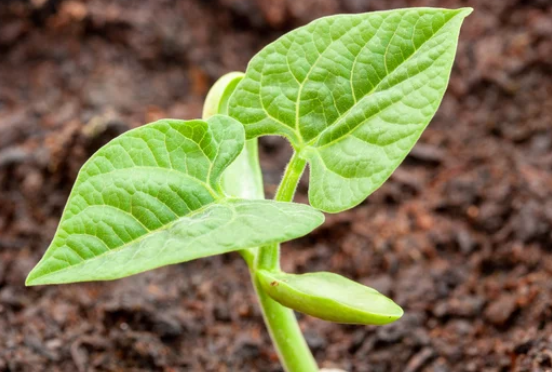 planting beans from seed