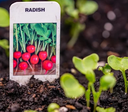 growing radishes from seed