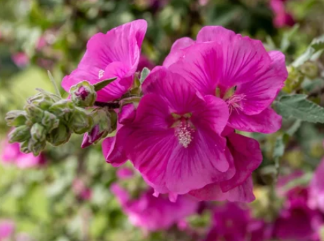 tree mallow seeds
