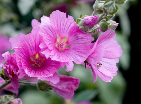 tree mallow seeds