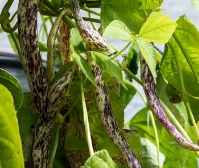 Dragon Tongue Beans