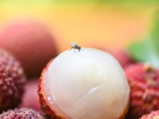 How To Keep Fruit Flies Away