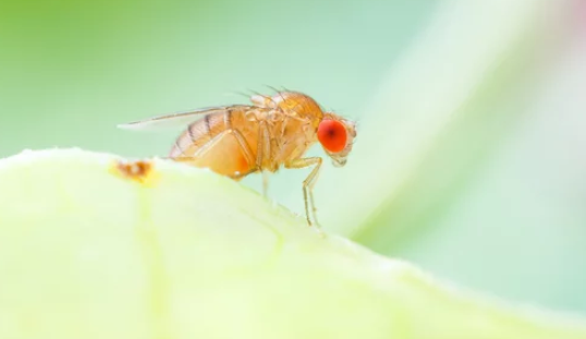How To Keep Fruit Flies Away