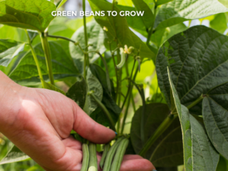 GREEN BEANS TO GROW