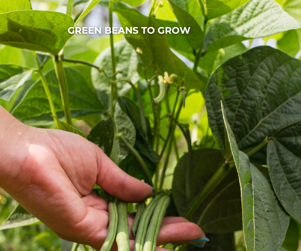 GREEN BEANS TO GROW
