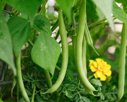 Provider Bush Beans