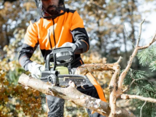 Can Cutting Branches Kill a Tree