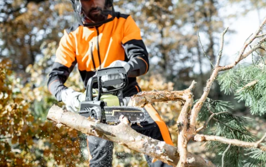 Can Cutting Branches Kill a Tree