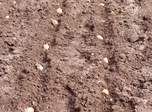 yukon gold potatoes seeds