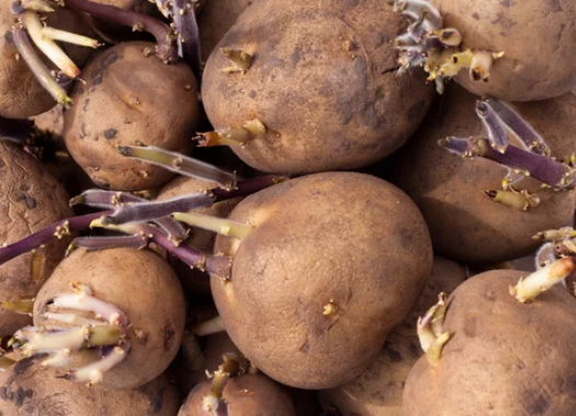 yukon gold potatoes seeds