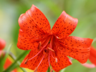 How To Grow Tiger Lily