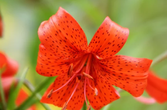 How To Grow Tiger Lily