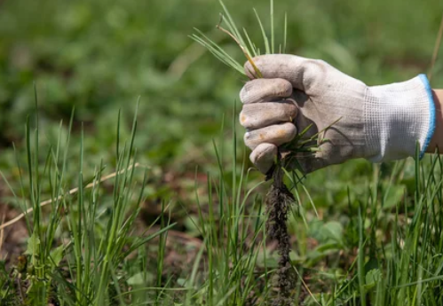 How to Keep Weeds Out of The Garden
