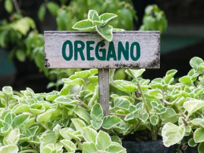 Growing Oregano in Pot