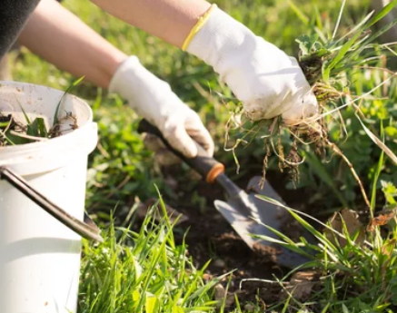 How to Keep Weeds Out of The Garden