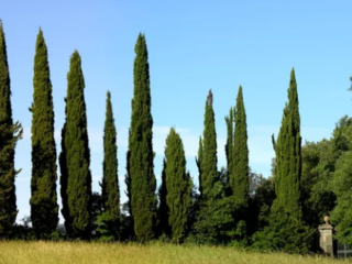 How Fast Do Cypress Trees Grow