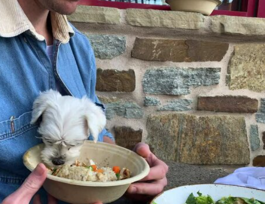 rice and chicken recipes for dogs