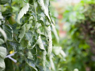 Curl Leaves on Tomato Plant