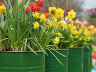 How to Plant Daffodils Bulb