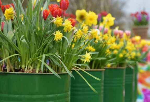 How to Plant Daffodils Bulb