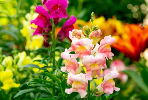 Snapdragon Flower Seed Pod