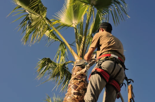 When to Prune Palm Trees