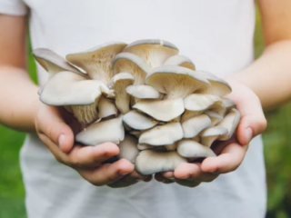 How Fast Do Oyster Mushrooms Grow