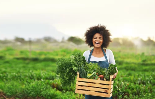 Gardening Boxes For Vegetables