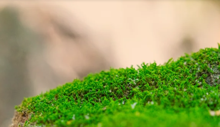 Why Does Moss Grow