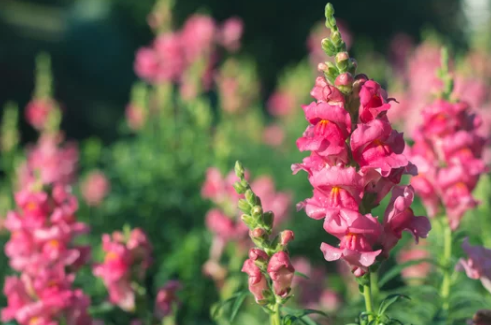 Snapdragon Flower Seed Pod