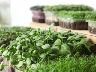 growing mustard greens in containers