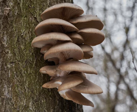 How Fast Do Oyster Mushrooms Grow