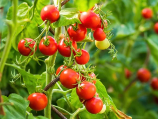Where Do Tomatoes Grow Naturally