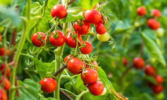 Where Do Tomatoes Grow Naturally