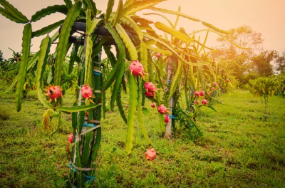 What is the Dragon Fruit Plant
