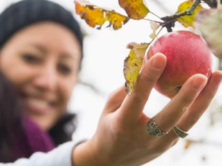 How Long Does an Apple Tree Take to Grow